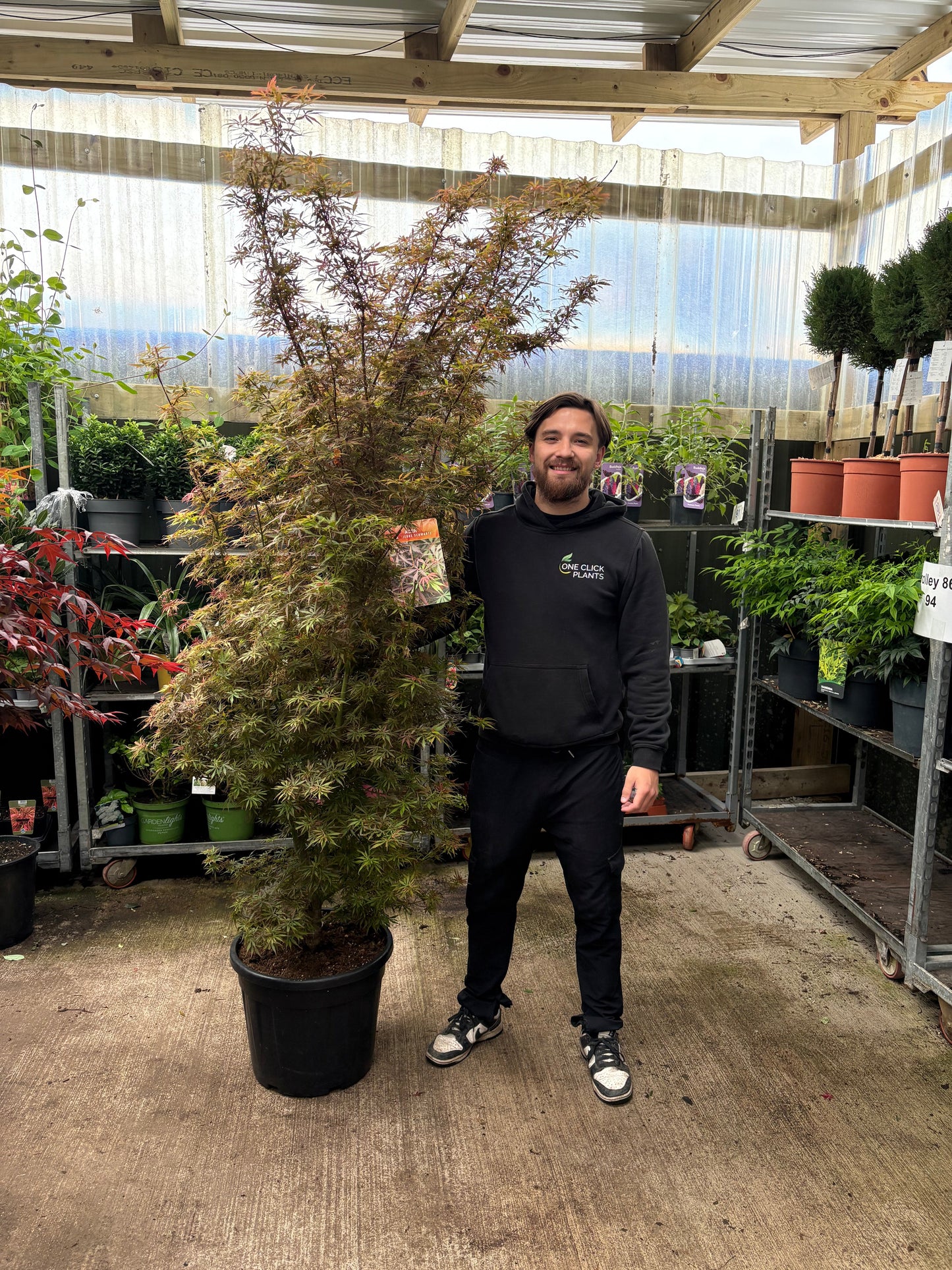 Acer palmatum Jerre Schwartz 3L / 35L