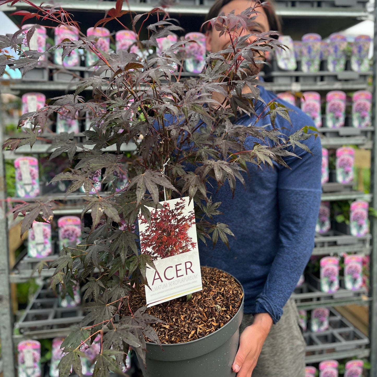 Acer palmatum 'Atropurpureum' 10.5cm-130L
