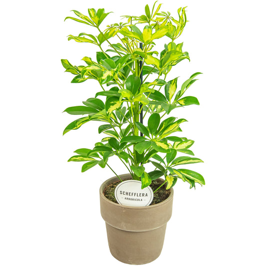 Schef Ar Gerda Terracotta Grijs