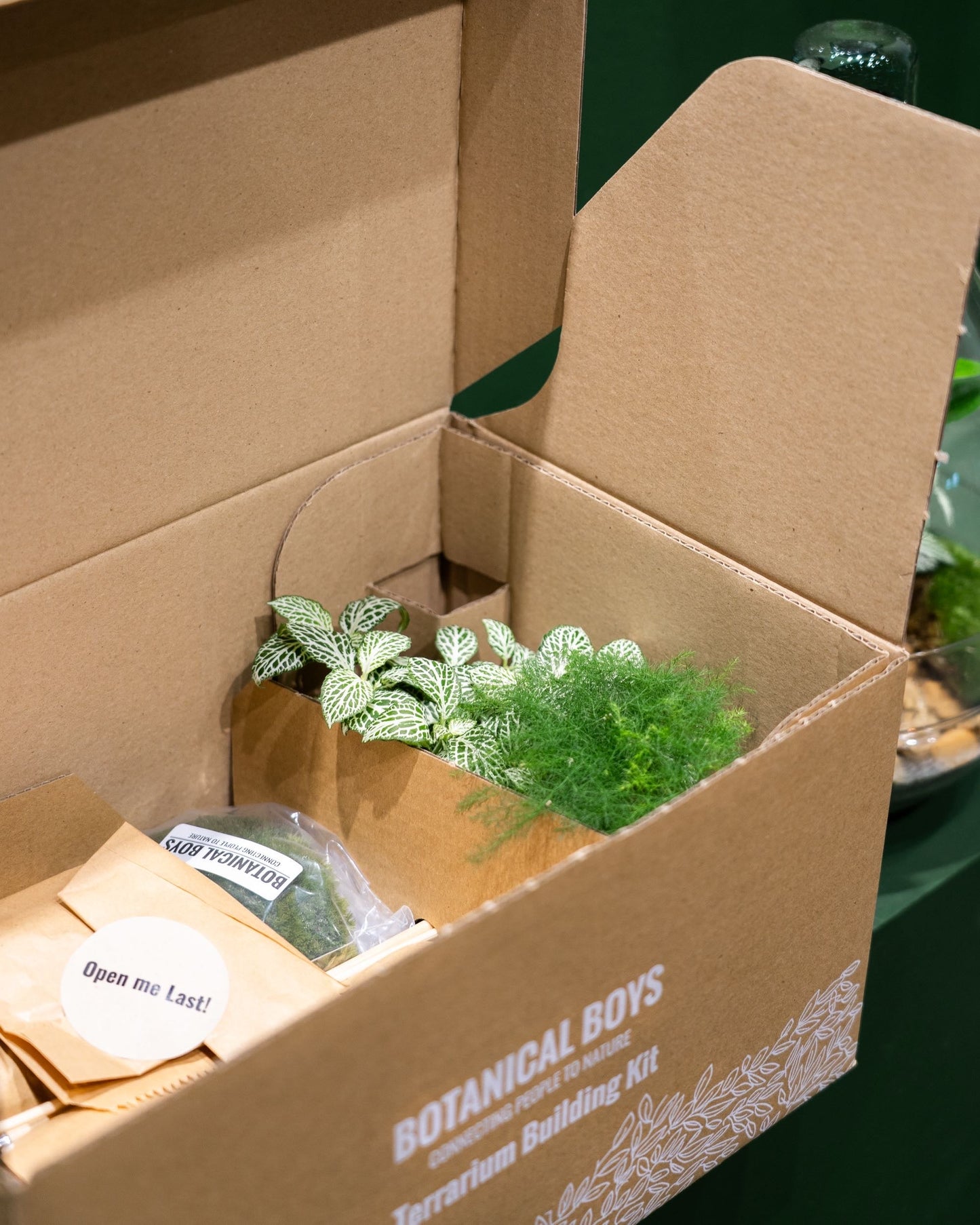 Terrarium Kit ingredients - Large- No glass