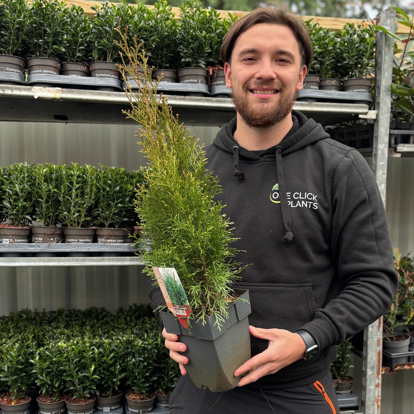 Thuja occidentalis 'Smaragd' 2L