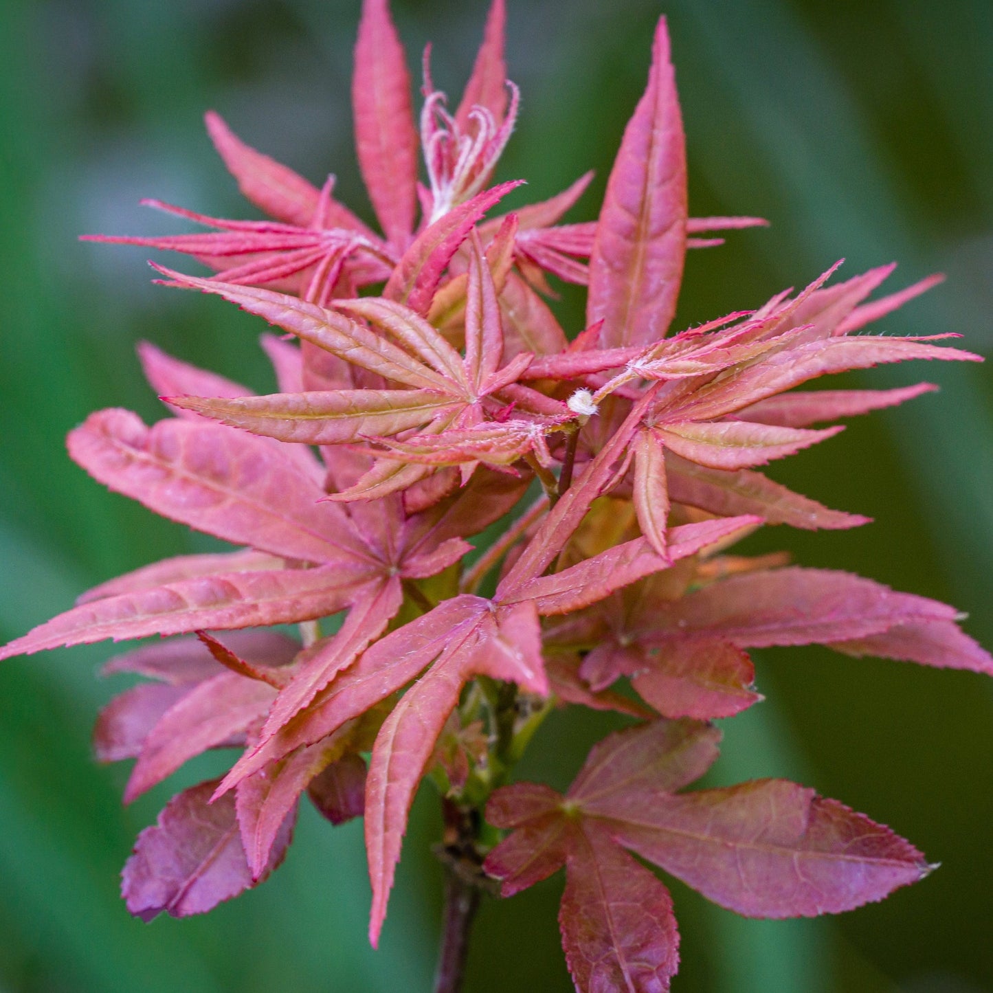 Acer palmatum 'Extravaganza' 3L