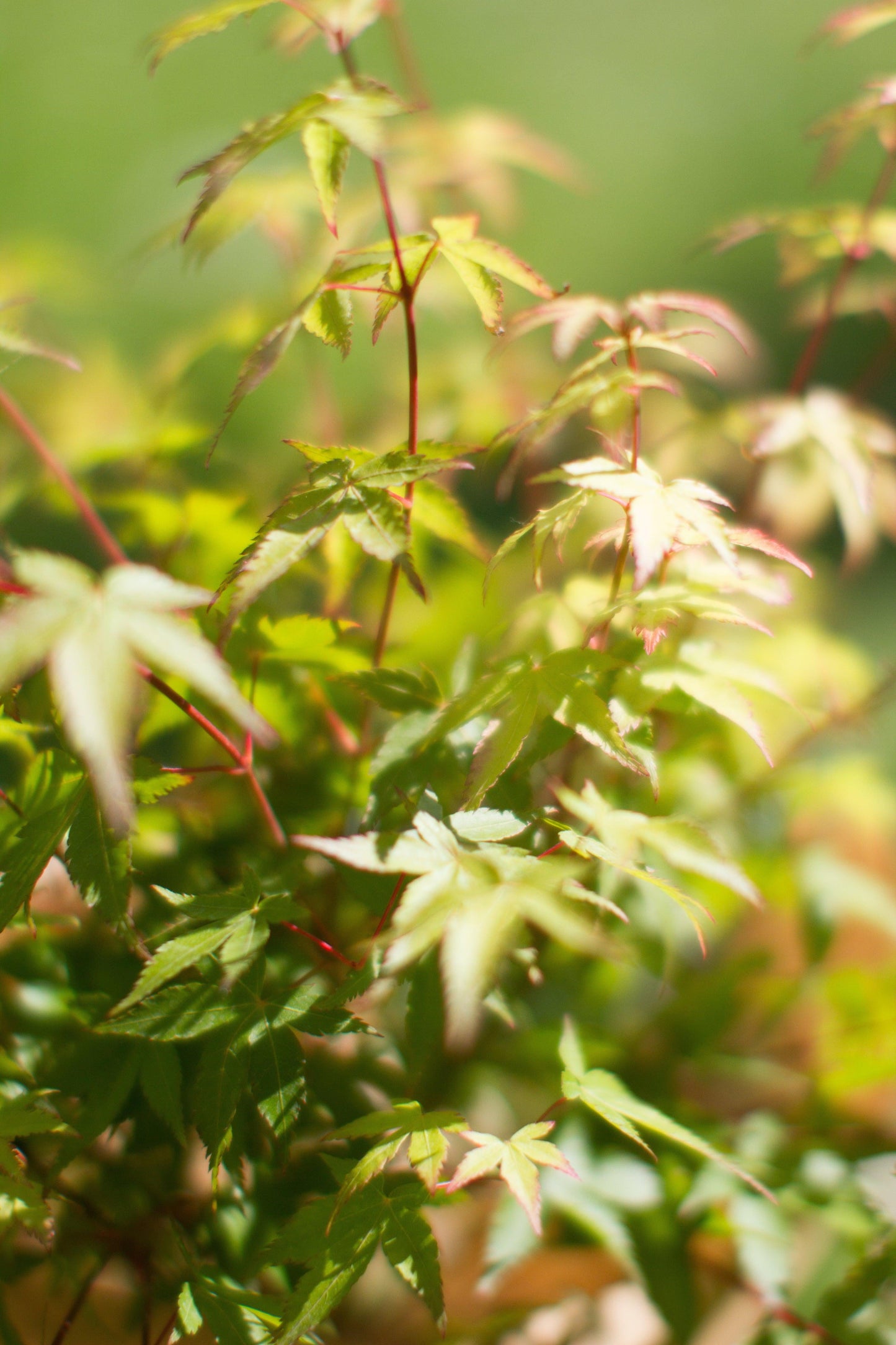 Acer palmatum 'Little Princess' 2L/3L