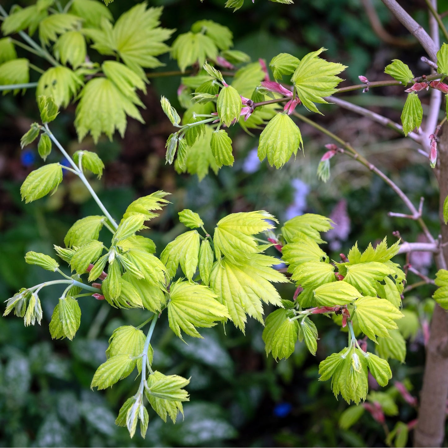 Acer shirasawanum 'Jordan'  3L (60cm)