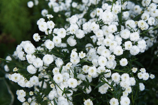 Achillea ptarmica 'The Pearl' - BP001 Packs