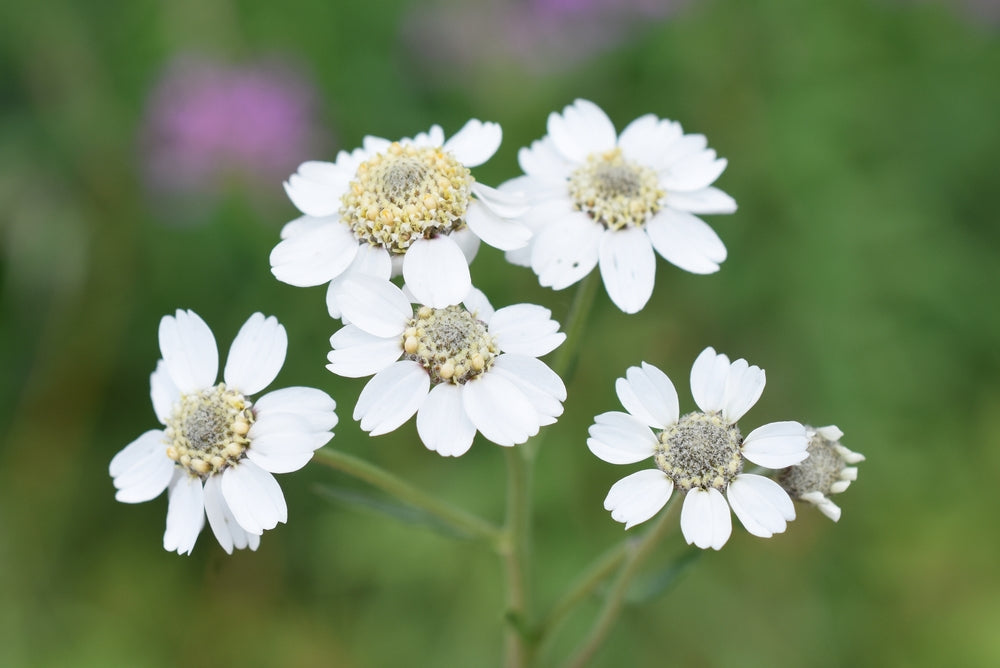 Achillea ptarmica 'The Pearl' - BP001 Packs