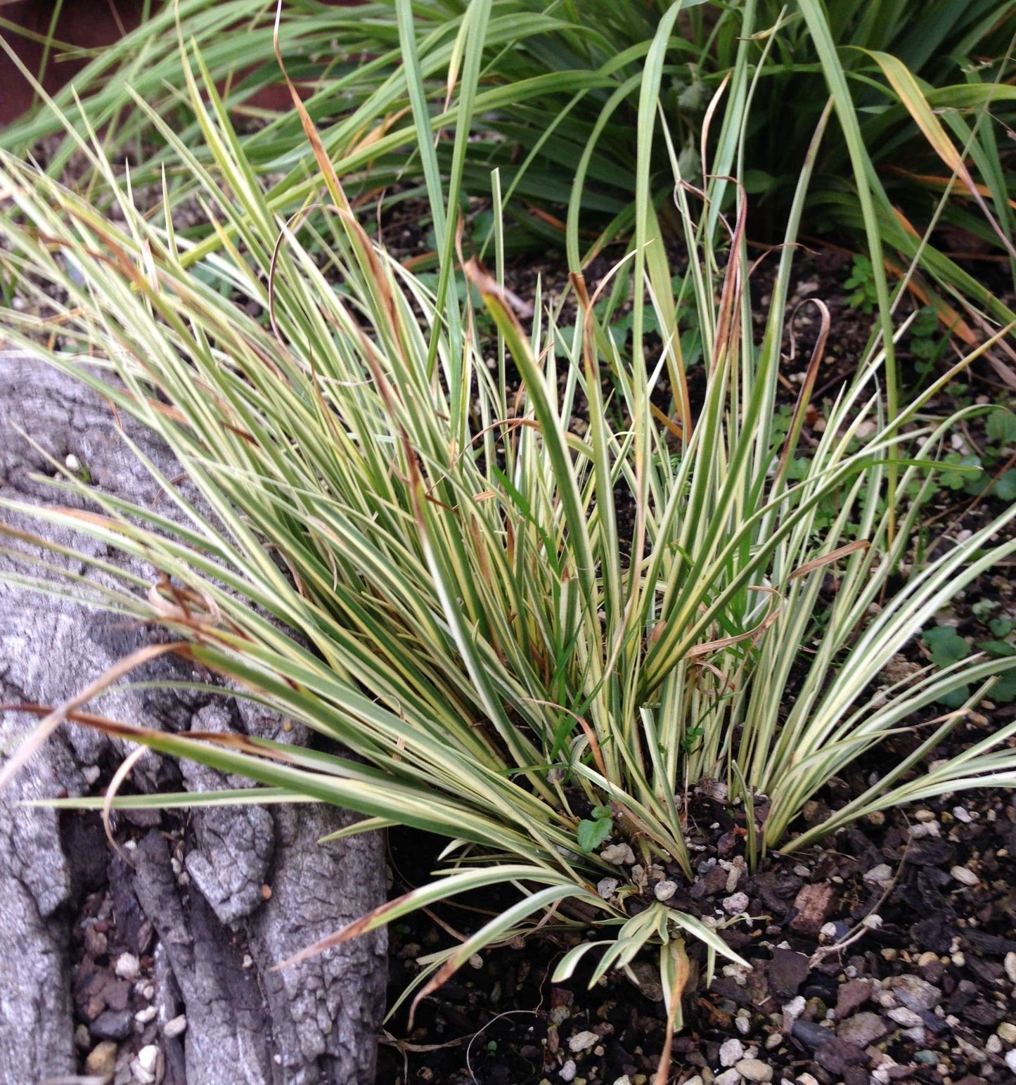 Acorus gramineus variegatus (Variegated) - Marginal Pond Plants - MP003