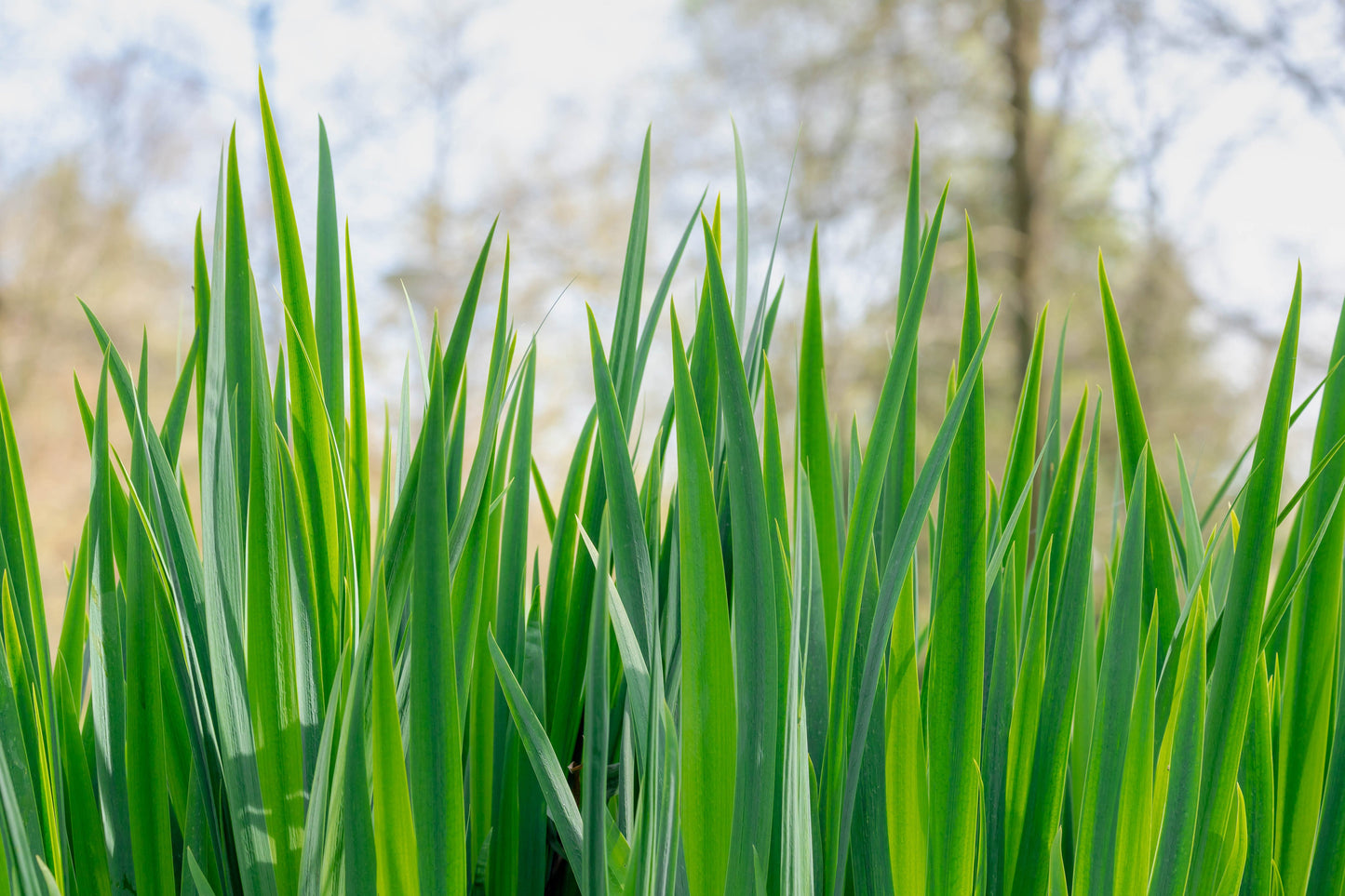 Acorus calamus (Sweet flag) - MP001 Packs