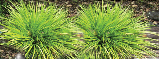 Acorus gramineus Pusillus - MP005 Packs