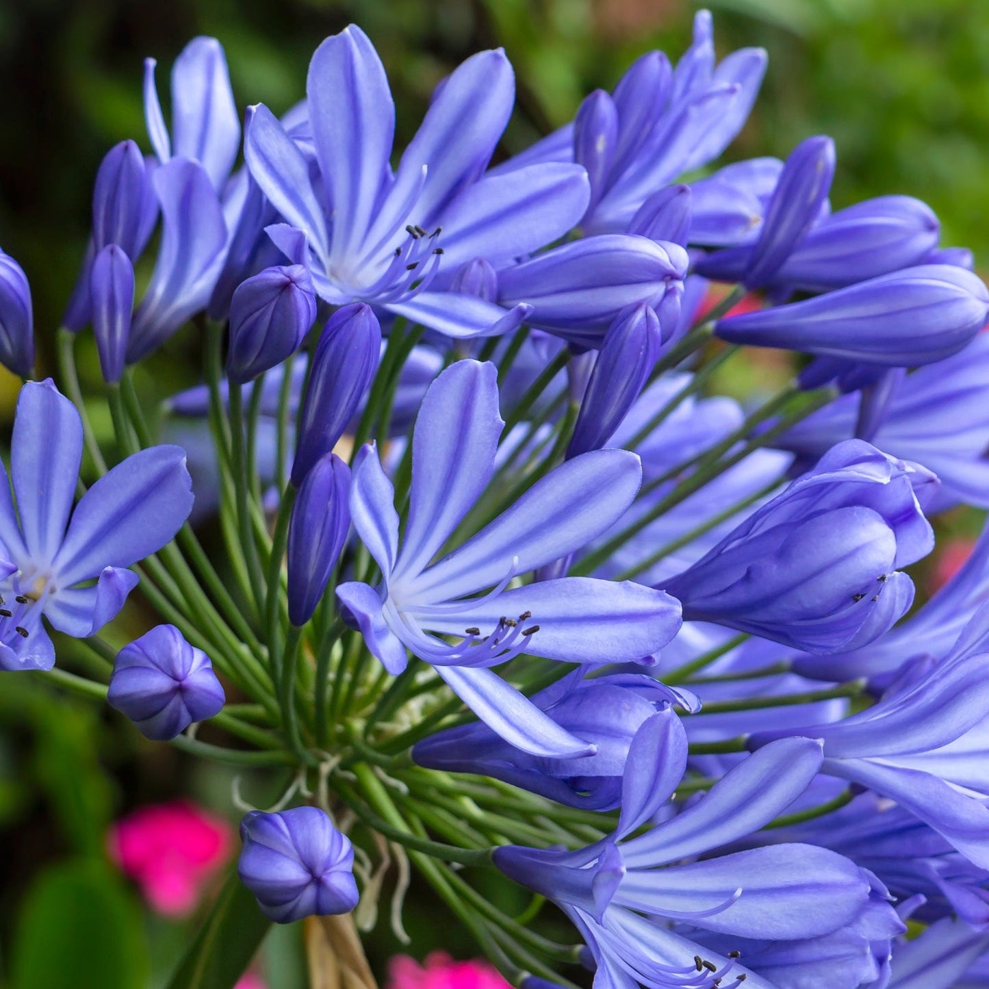 Agapanthus 'Africanus' - African Lily (Blue) 1.5L