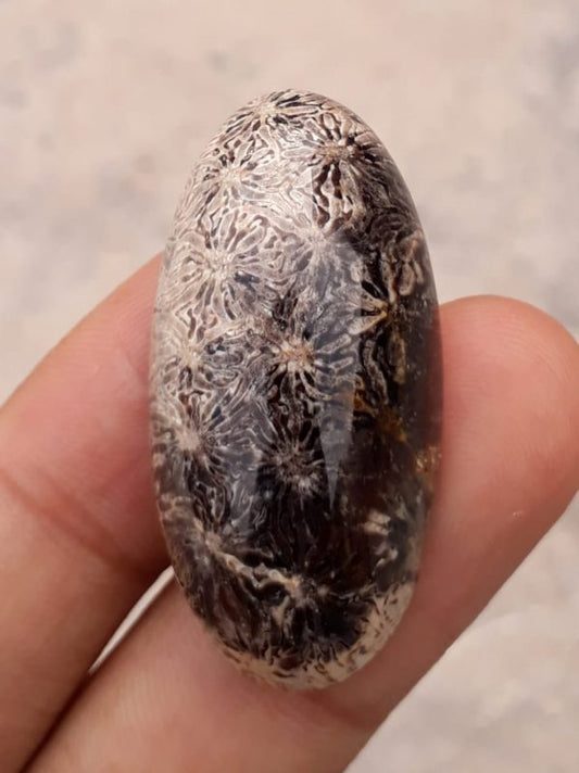 Natural Chrysanthemum Gemstone aka Agatized Coral Cabochon - 39x20mm