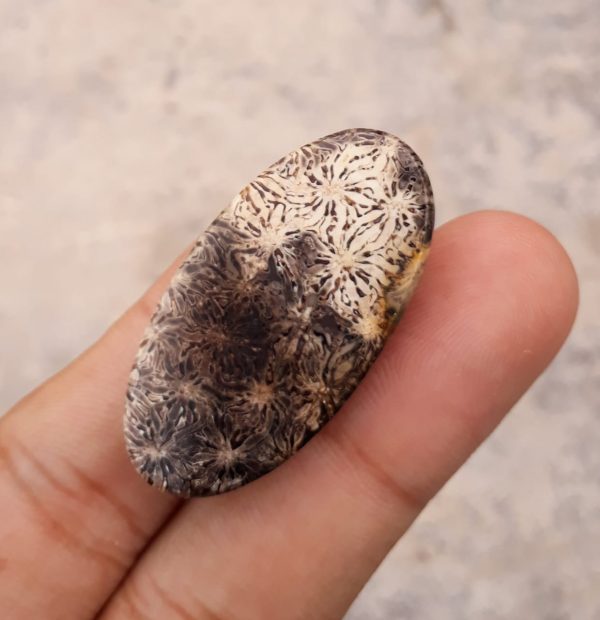 Natural Chrysanthemum Gemstone aka Agatized Coral Cabochon - 39x20mm