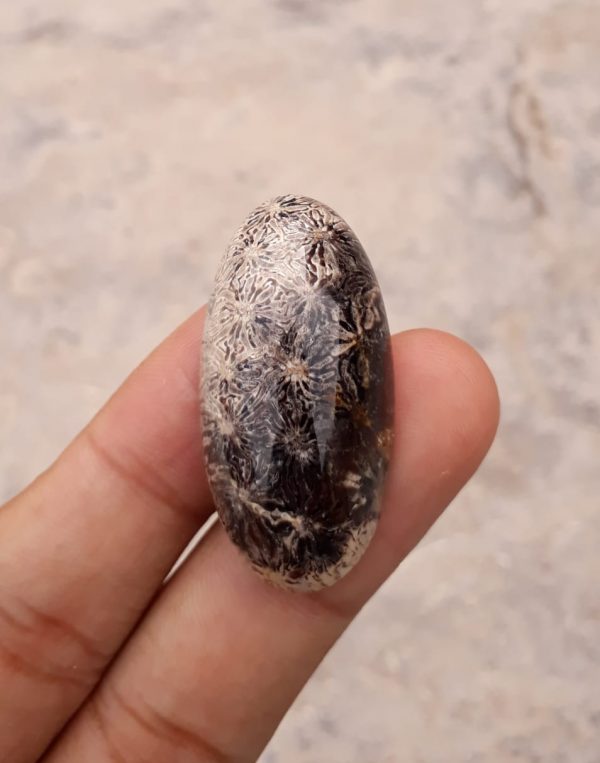 Natural Chrysanthemum Gemstone aka Agatized Coral Cabochon - 39x20mm