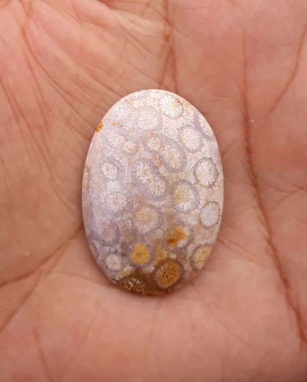 Natural Chrysanthemum Gemstone aka Agatized Coral Cabochon - 26x25mm