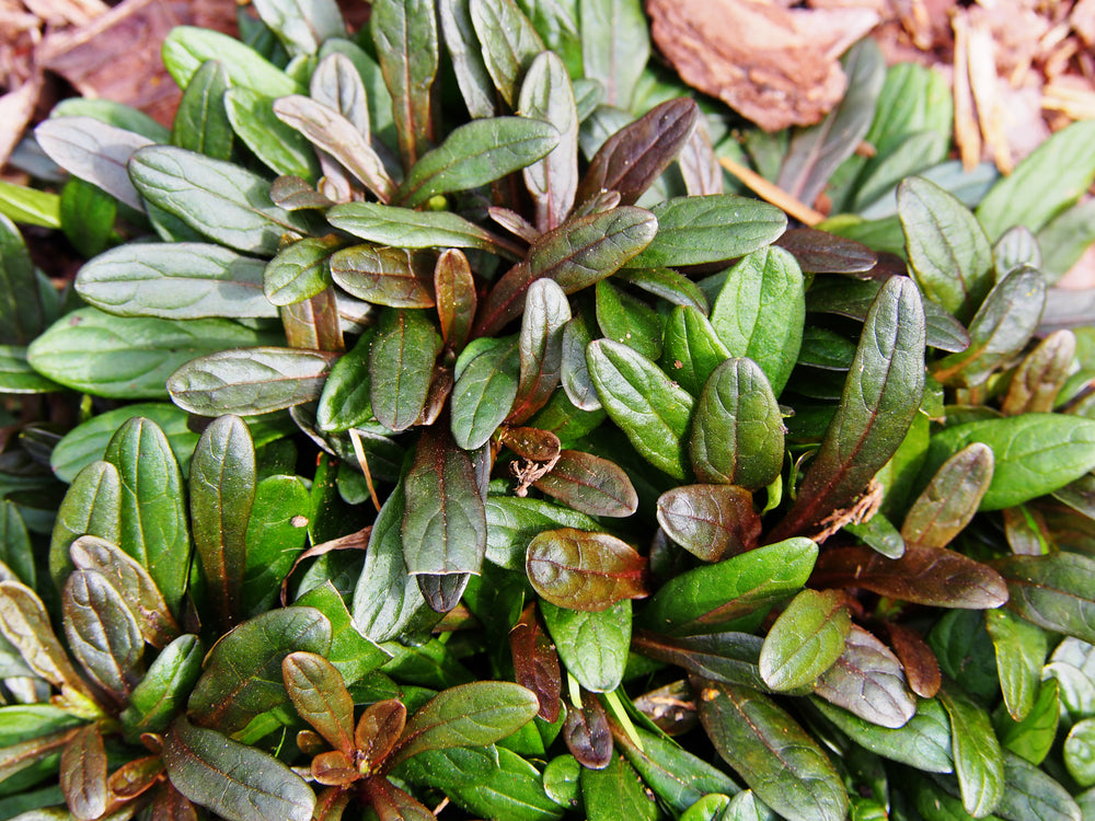 Ajuga reptans 'Chocolate' - BP003A Packs