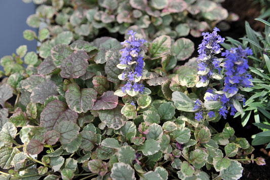 Ajuga Reptans Variegated - Marginal Pond Plants - BP004