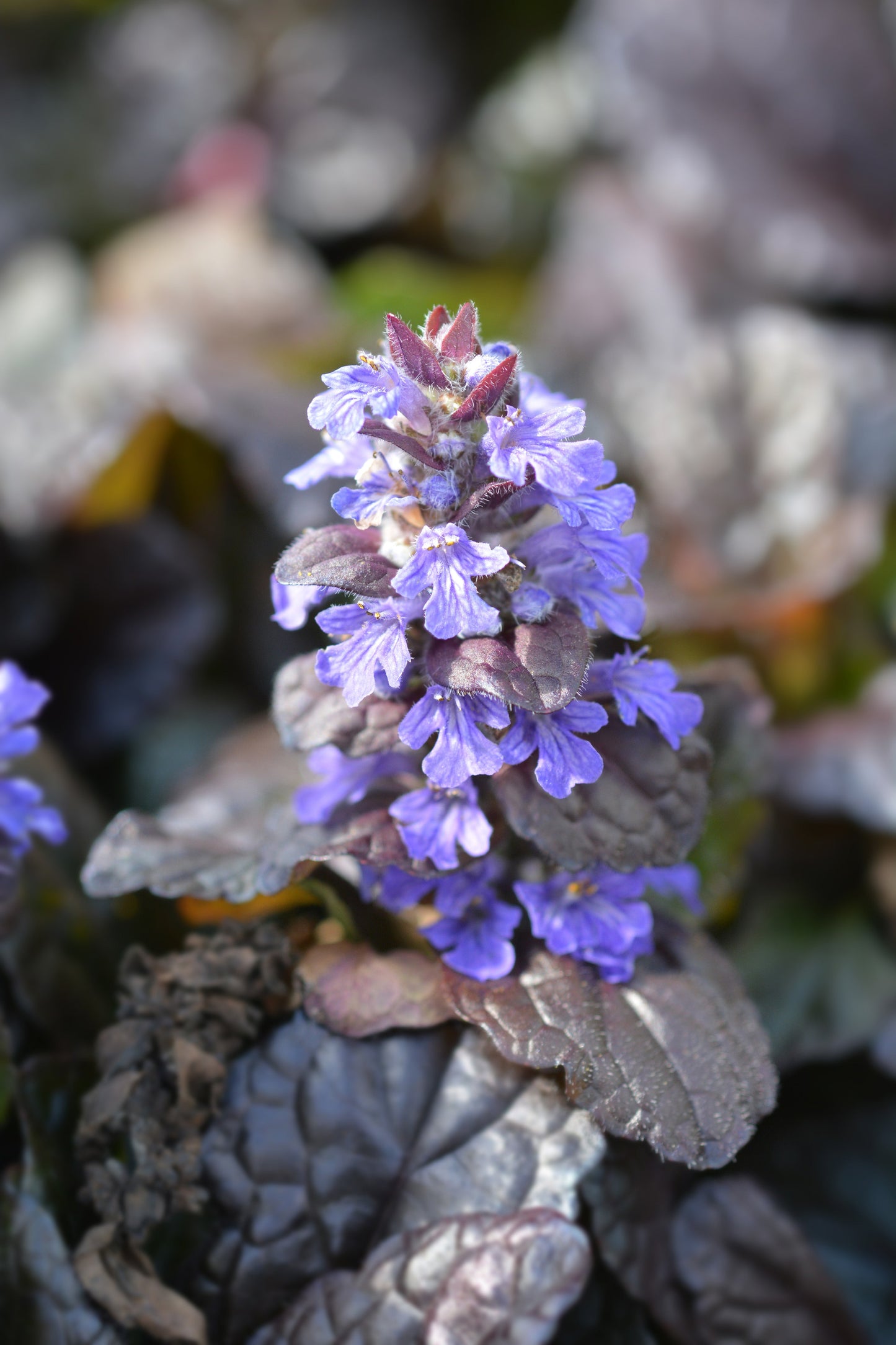 Ajuga reptans 'Braunherz' - BP003B Packs