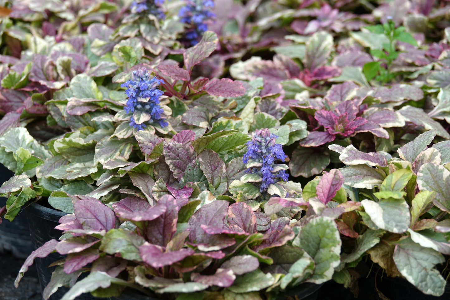 Ajuga reptans (Burgundy Glow) - BP003 Packs