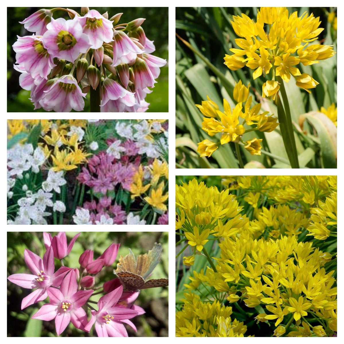 Allium Mixed Bulbs (25 Bulbs)