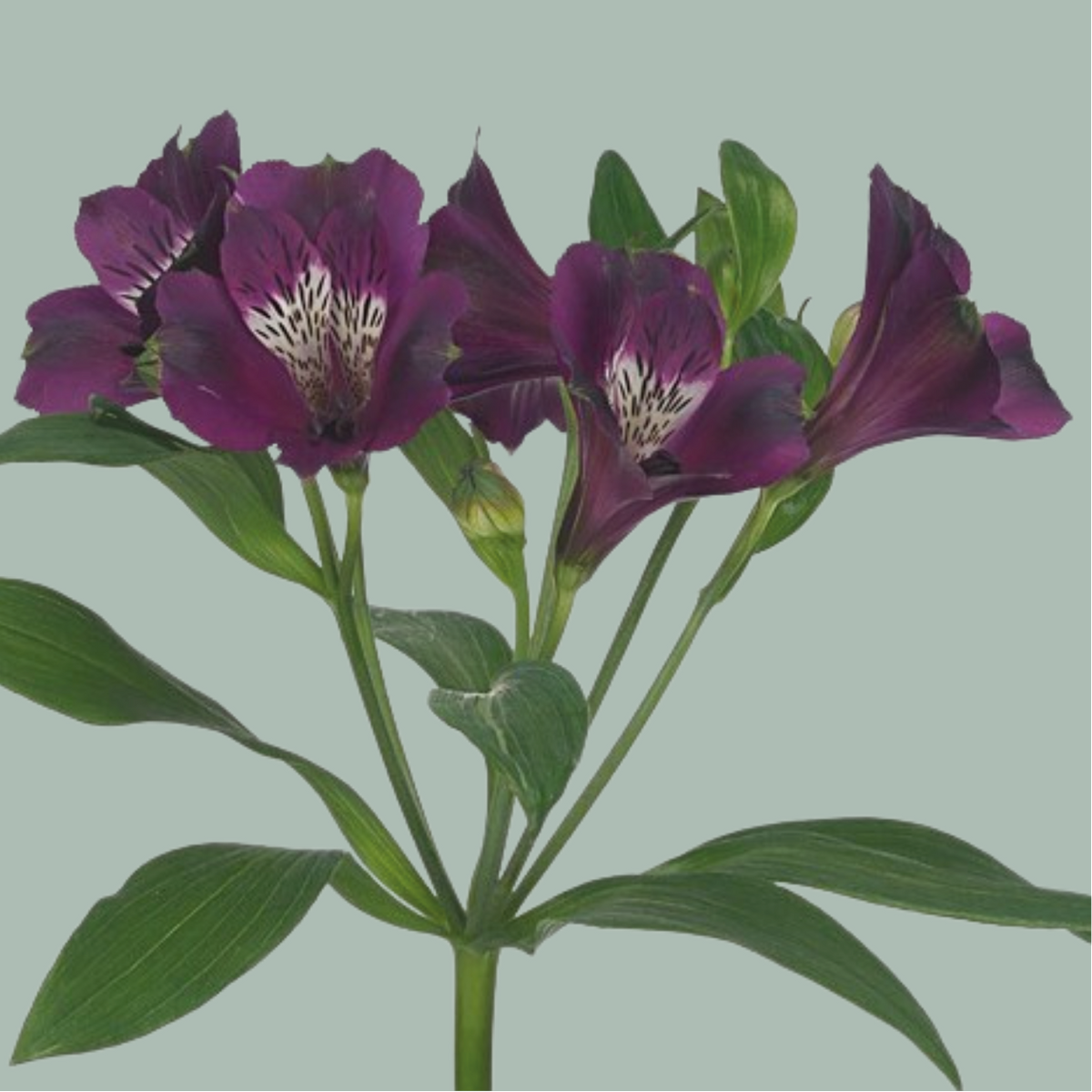 Alstroemeria Mixed