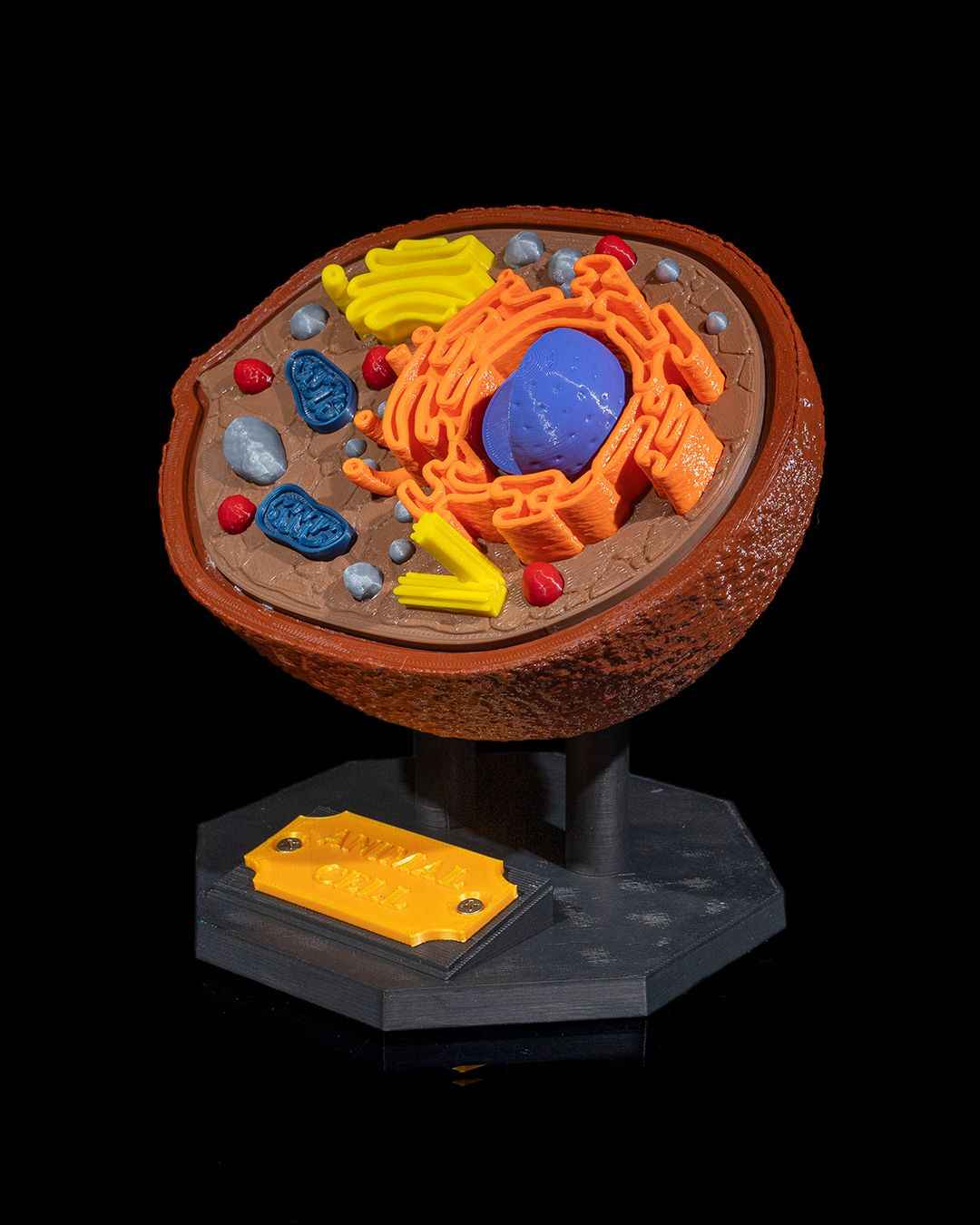 Animal Cell educational model