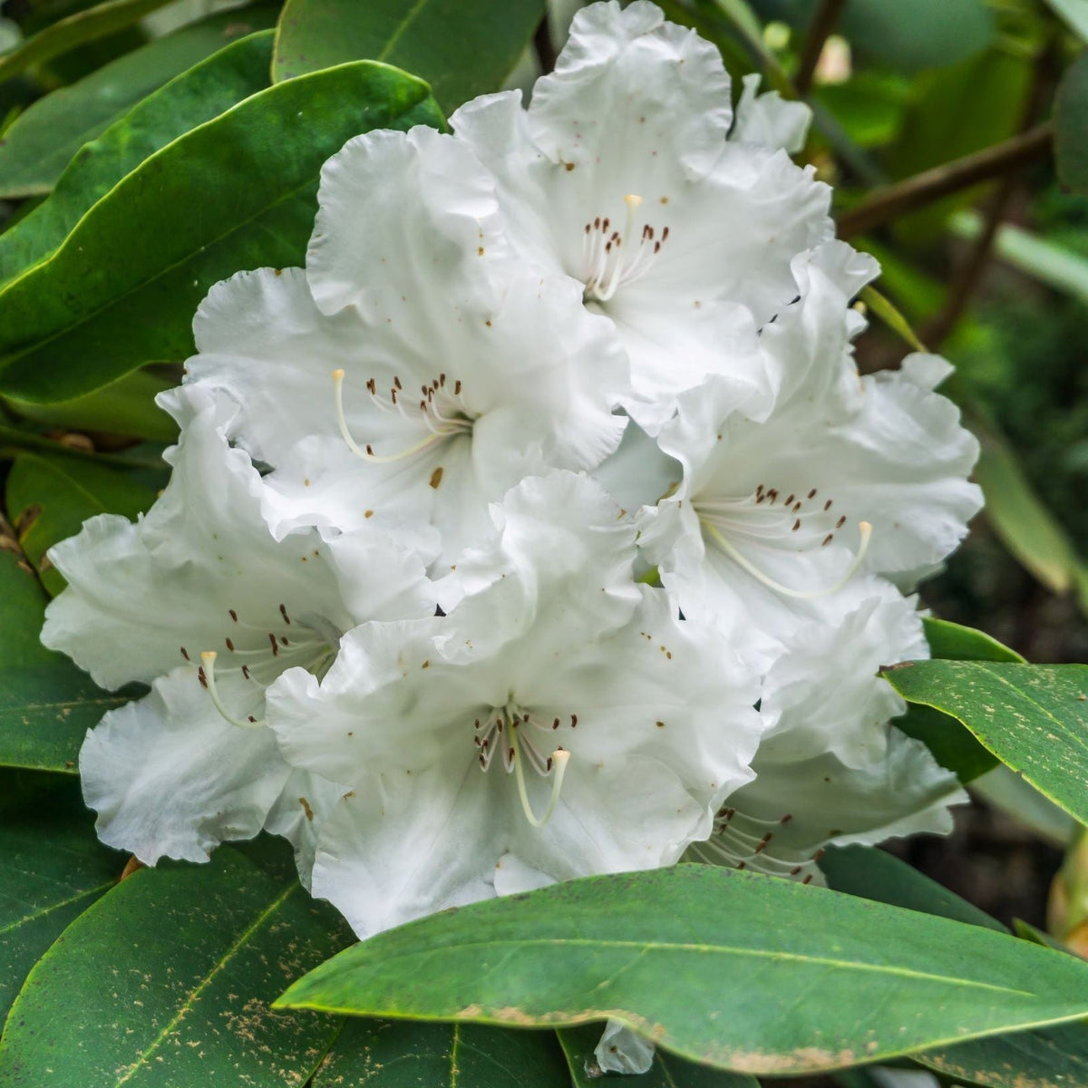 Rhododendron Dwarf White 'Arctic Tern' 2L