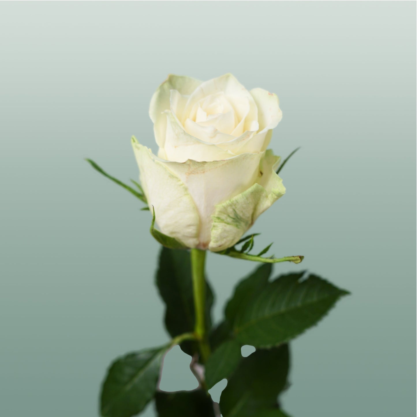 Rose Athena (20 Stems)
