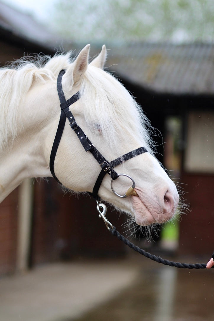 Exmoor Bridle