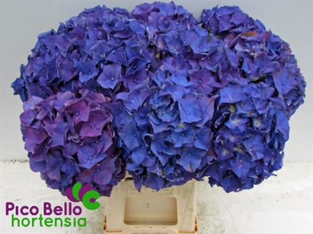 Hydrangea Rodeo