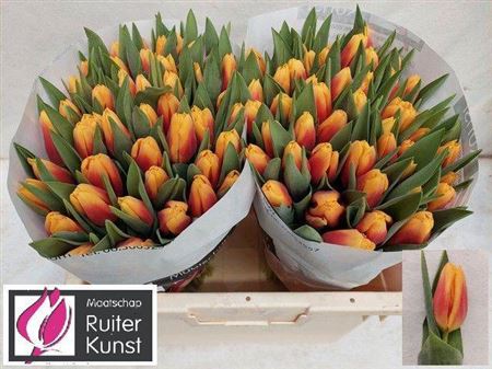 Tulip En Bombita