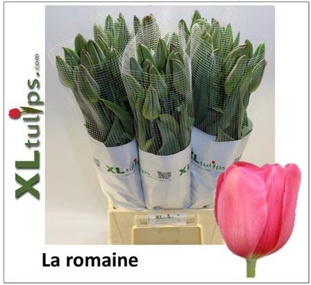 Tulip Frankrijk En La Romaine