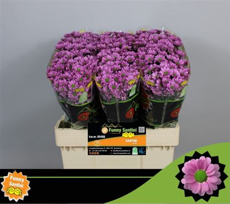 Chrysanthemum Santini Krissi