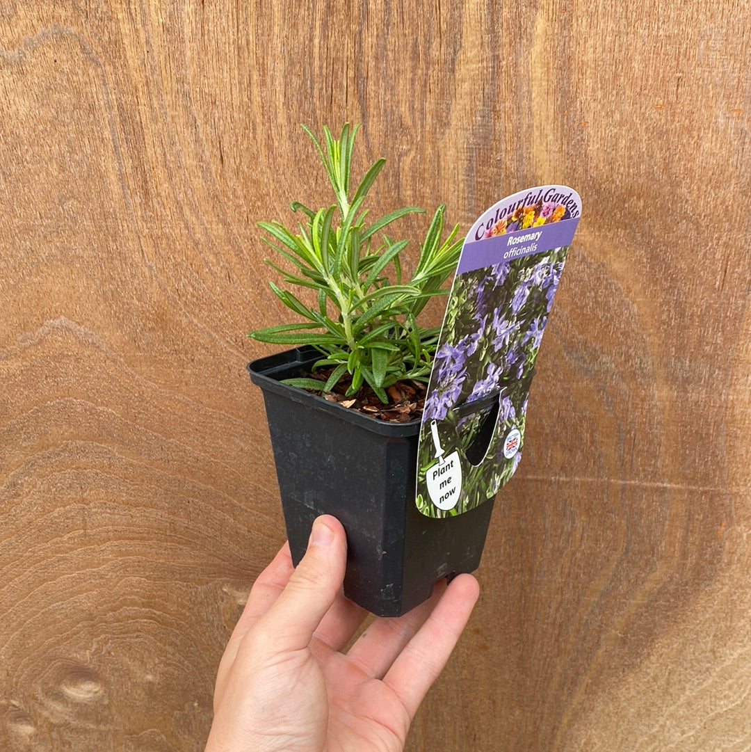 Rosemary officinalis