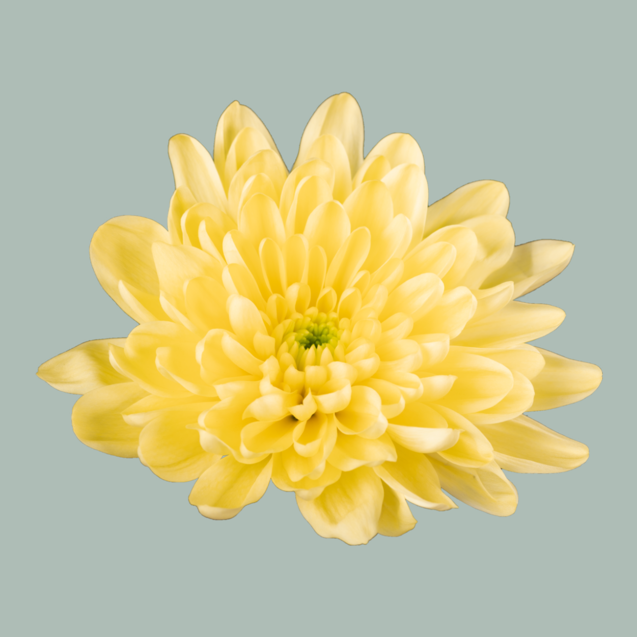 Chrysanthemum Spray Baltica/ Yellow