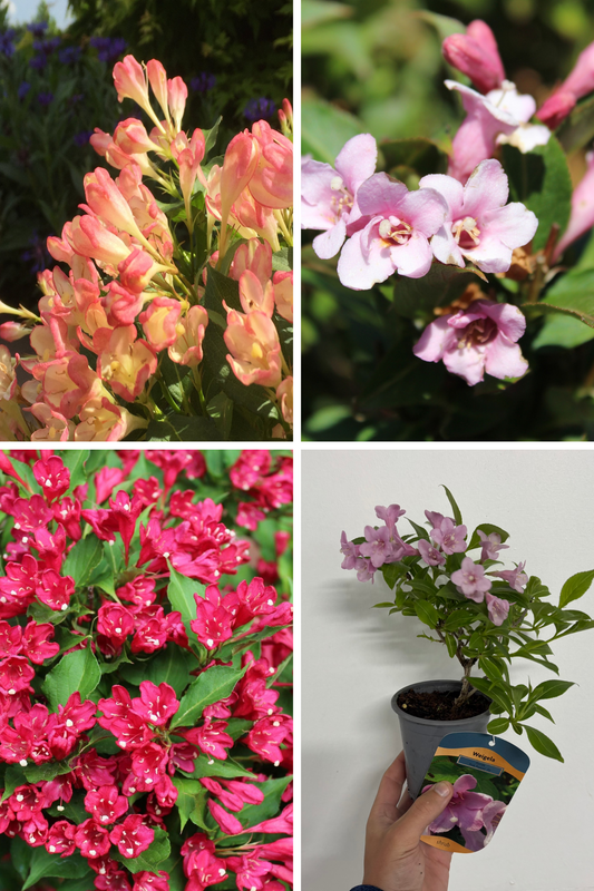 3 x Mixed Weigela 9cm