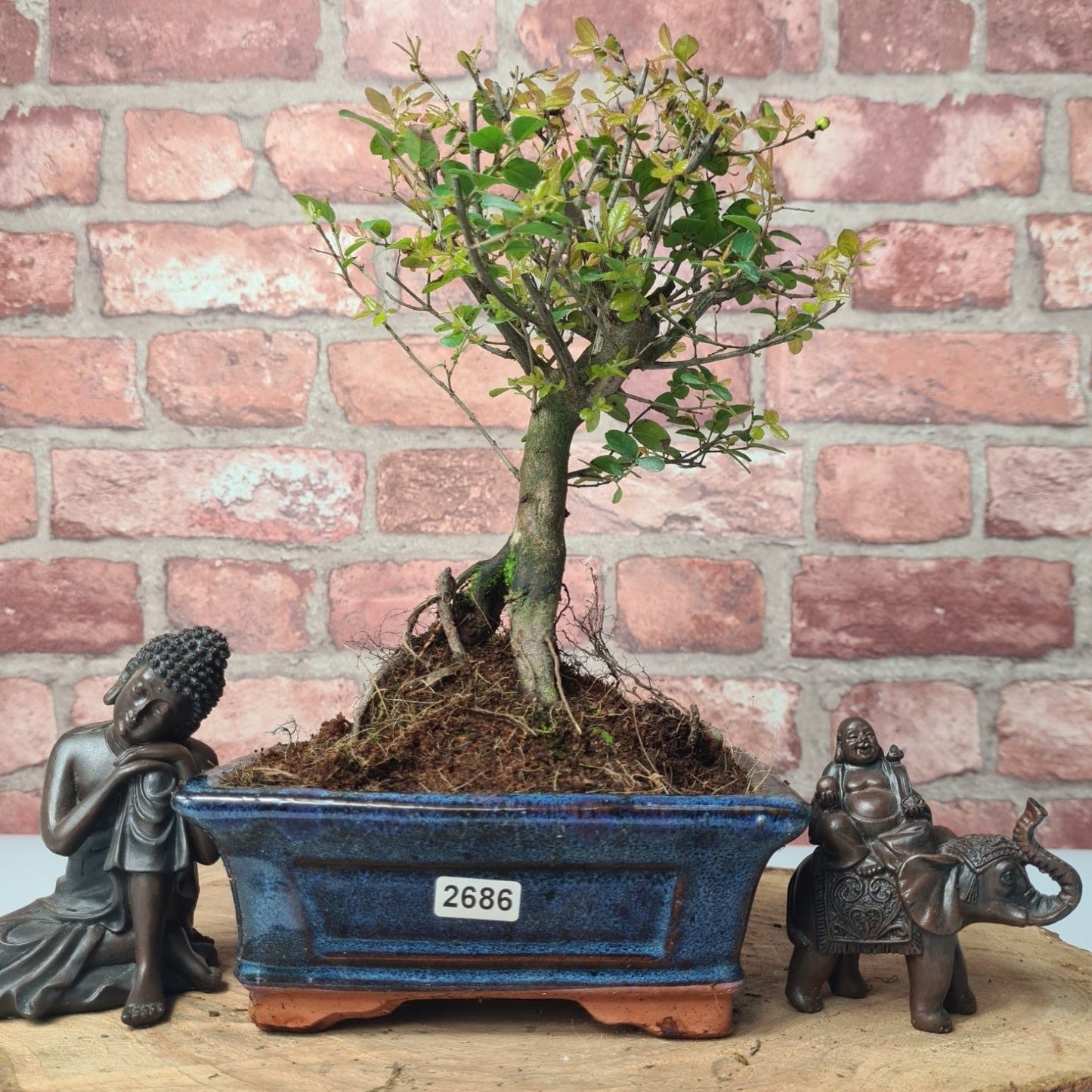 Bird Plum (Sageretia) Bonsai Tree | Broom | In 15cm Pot