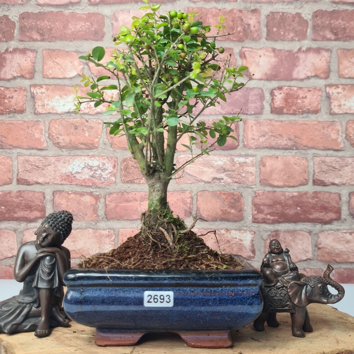 Bird Plum (Sageretia) Bonsai Tree | Broom | In 15cm Pot