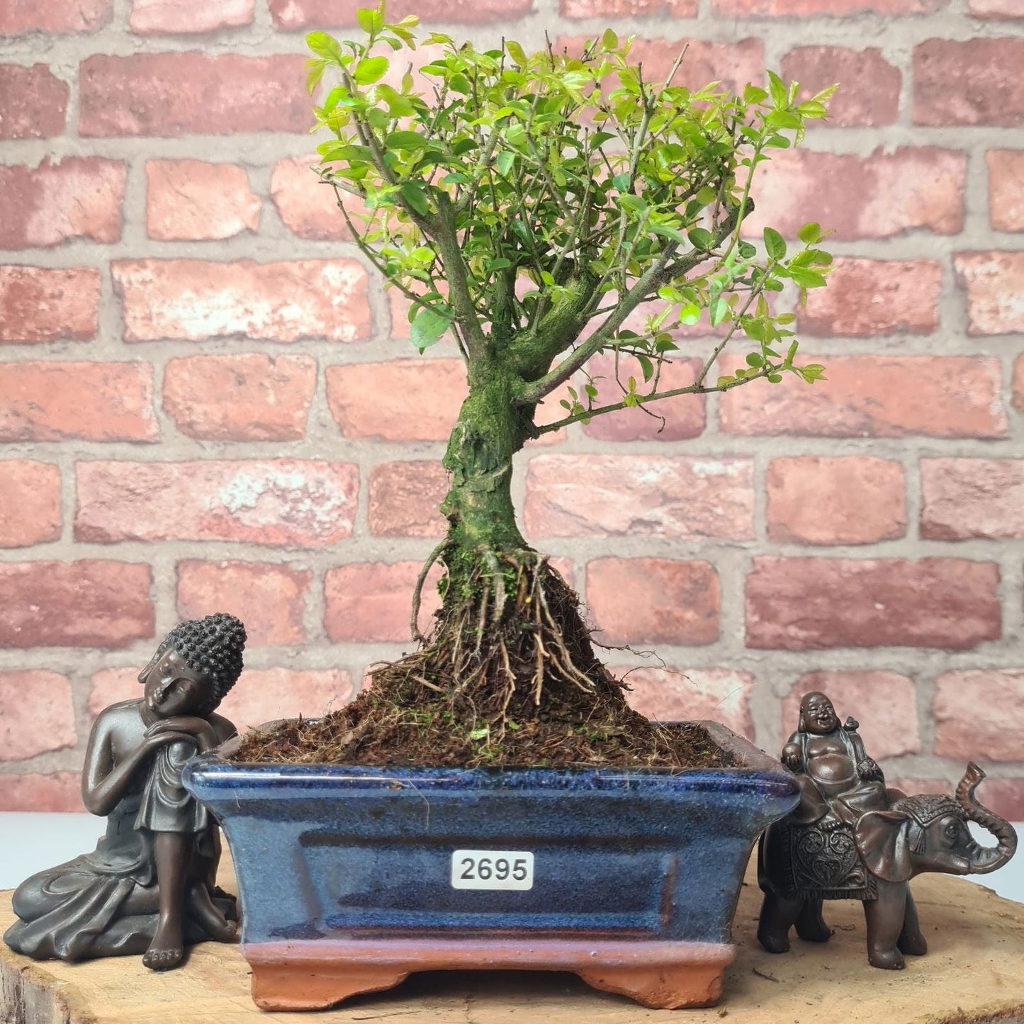 Bird Plum (Sageretia) Bonsai Tree | Broom | In 15cm Pot