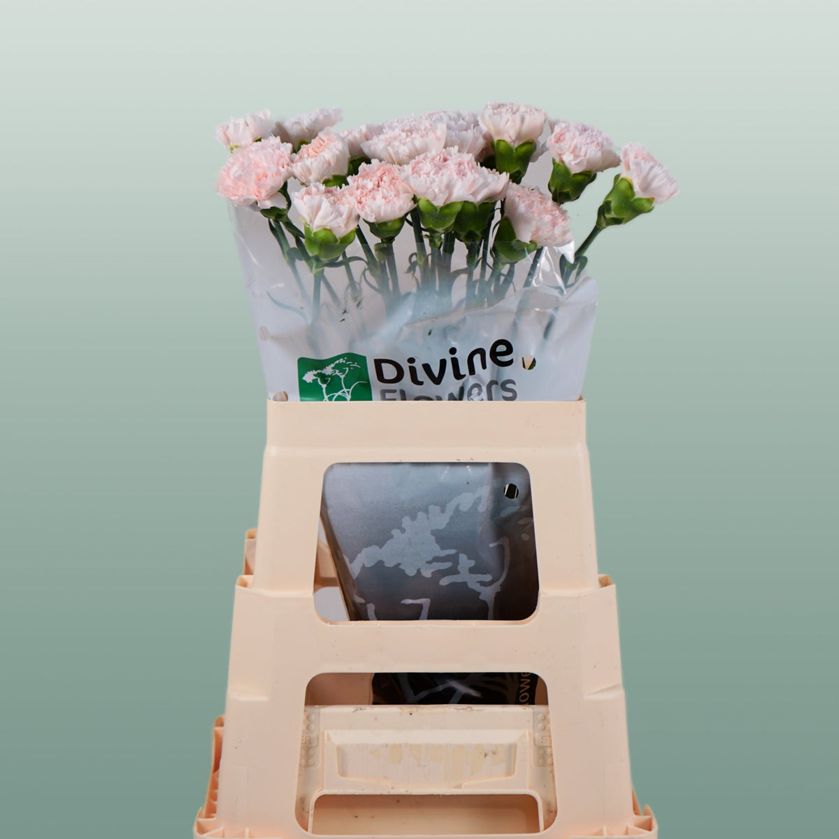 Carnation - Dianthus - Standard