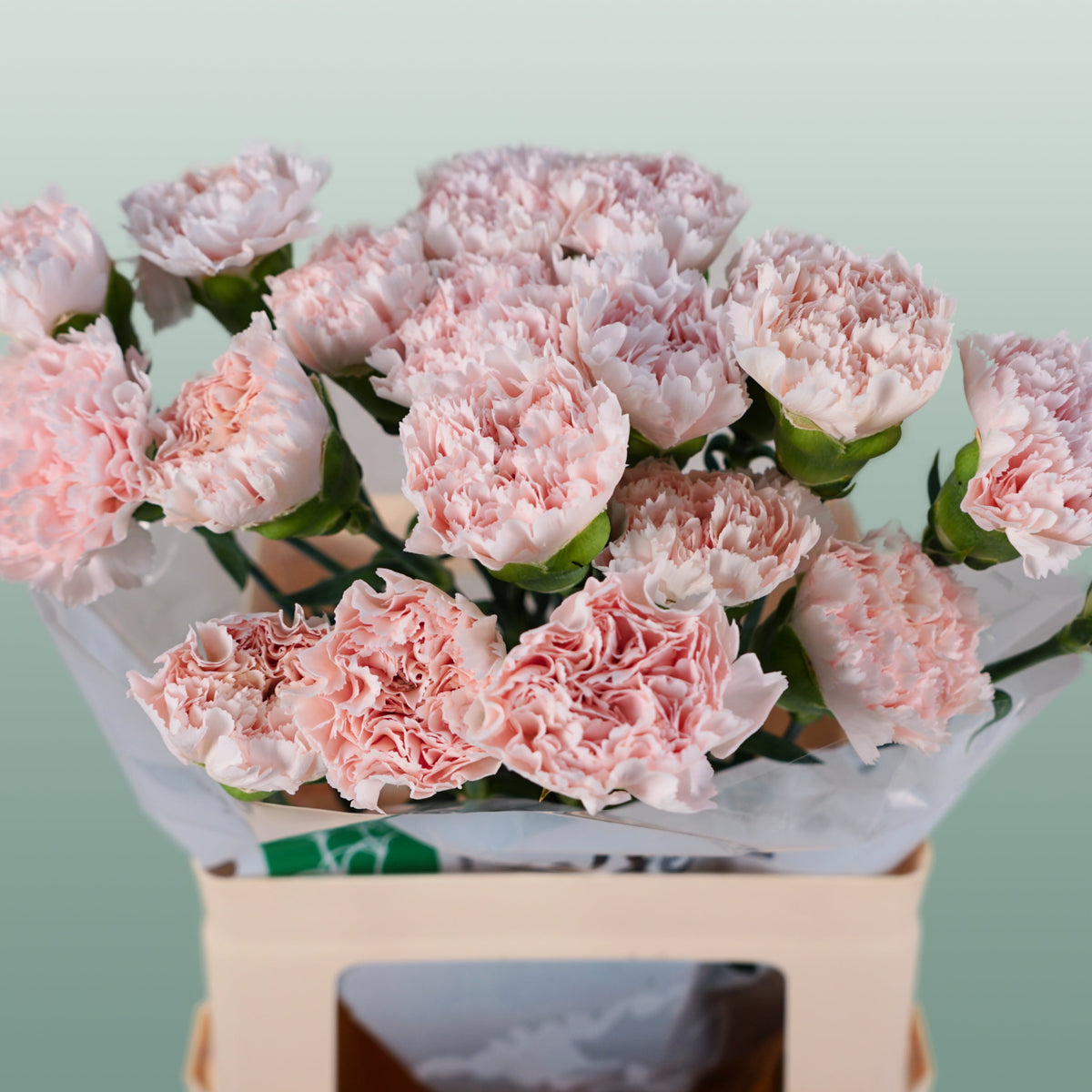 Carnation - Dianthus - Standard