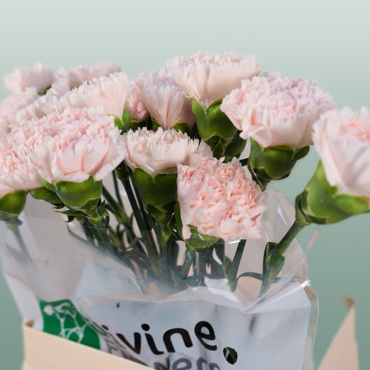 Carnation - Dianthus - Standard