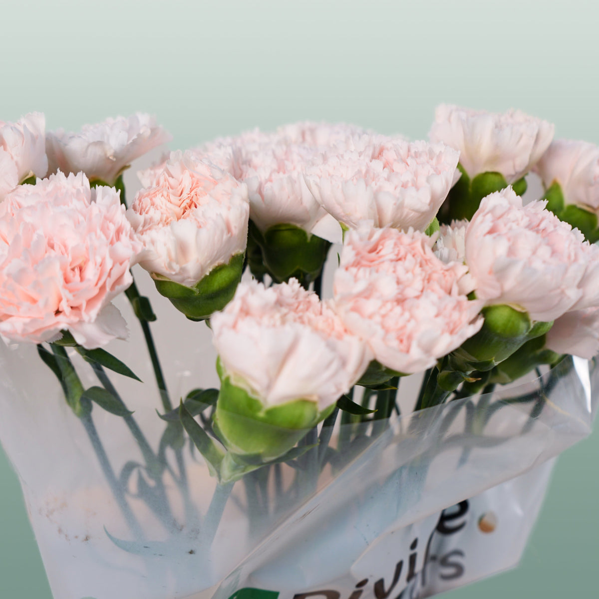 Carnation - Dianthus - Standard