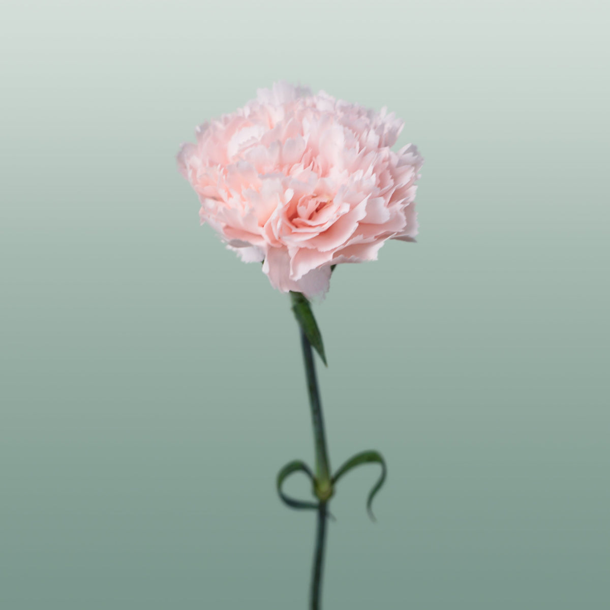 Carnation - Dianthus - Standard