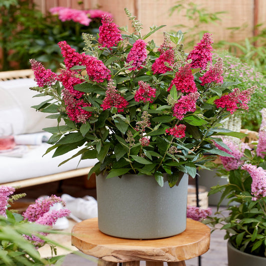 Buddleja Butterfly Candy 'Little Ruby' 9cm/1L/2L/3L