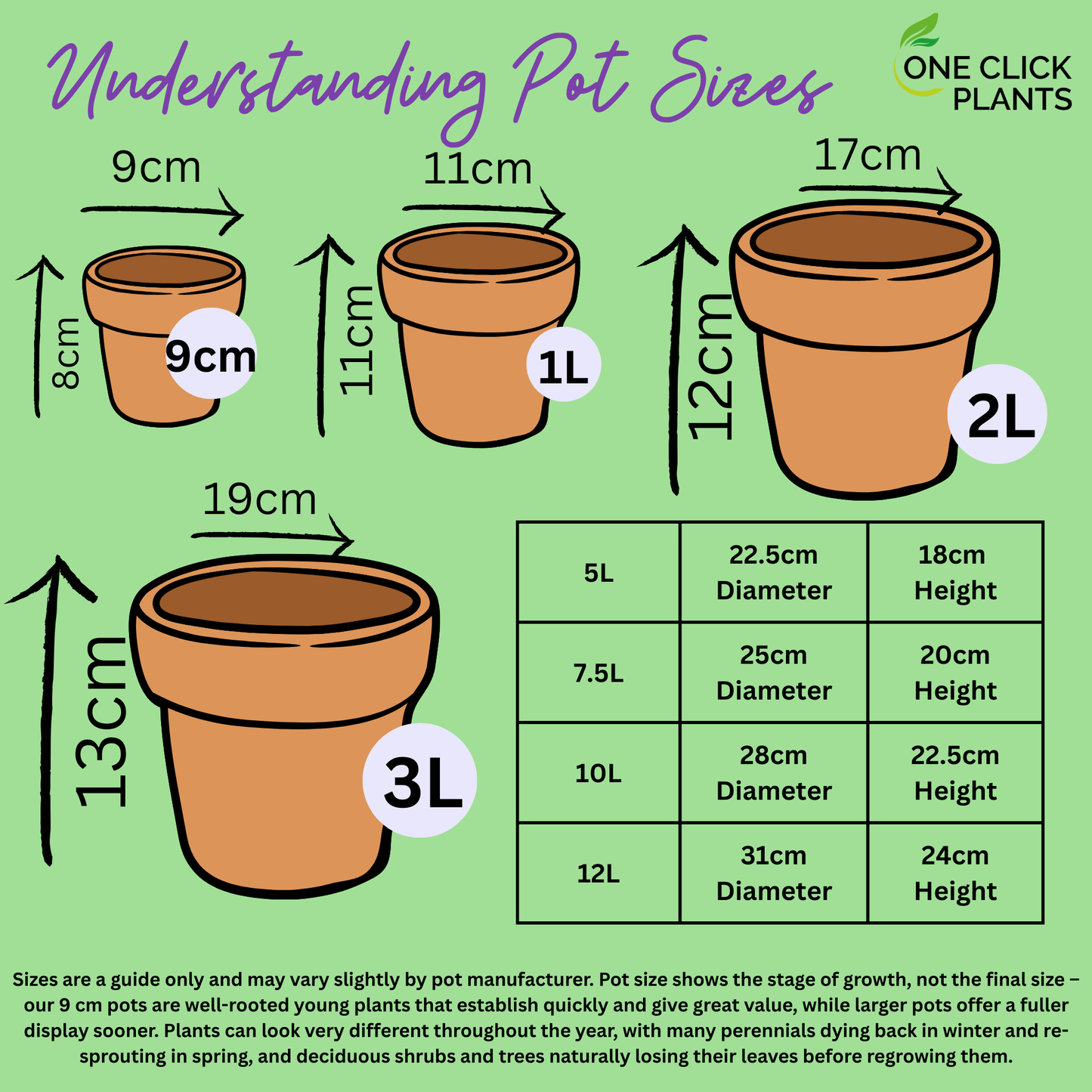 Bergenia Bressingham White 2L