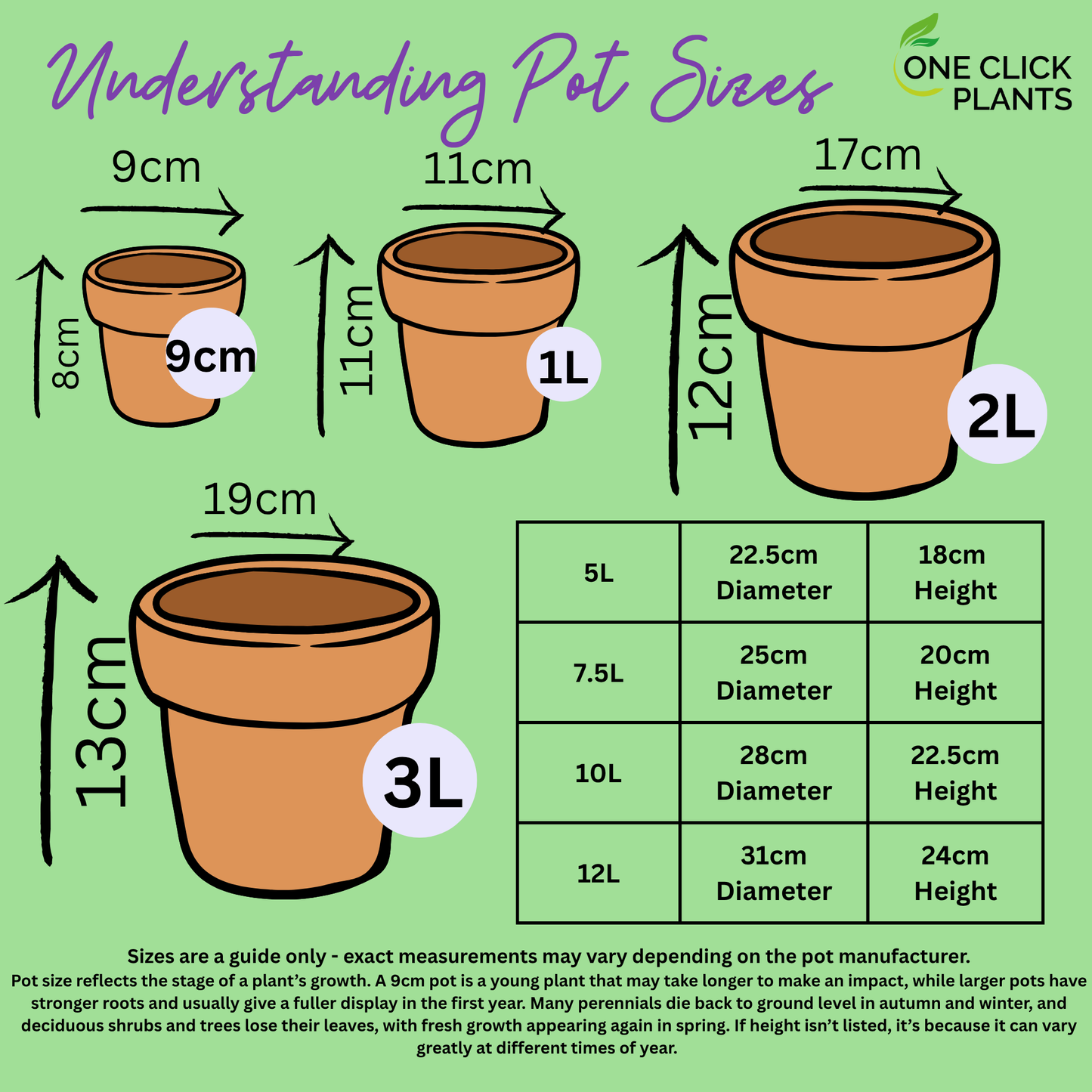 Bergenia Vintage Rose 2L