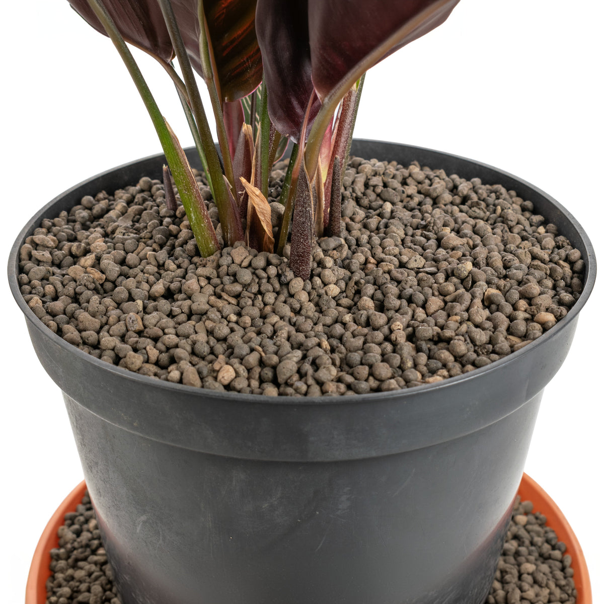 Expanded Clay Aggregate, KERAMZYT, Grade 1-4mm for Micro Watering System