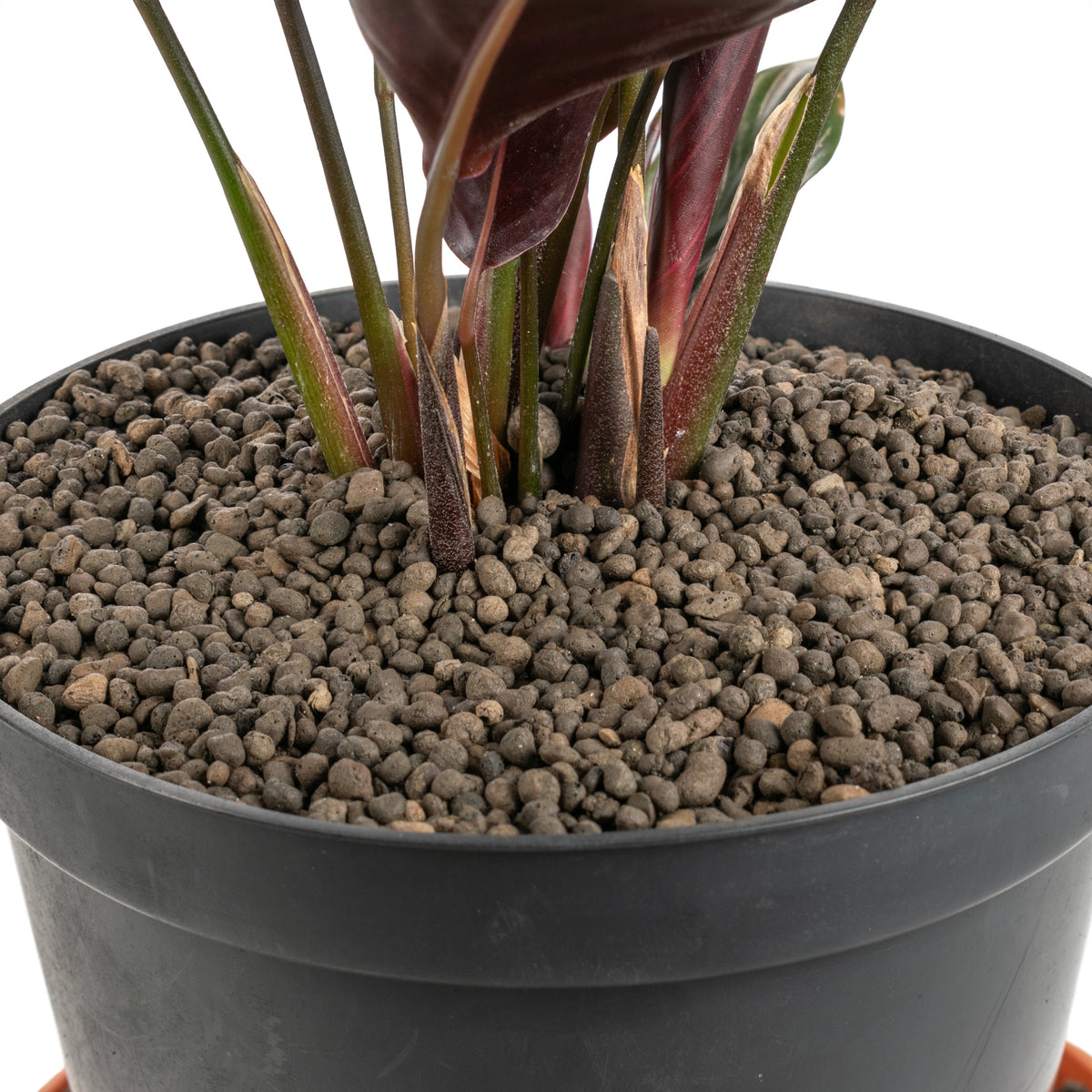 Expanded Clay Aggregate, KERAMZYT, Grade 1-4mm for Micro Watering System