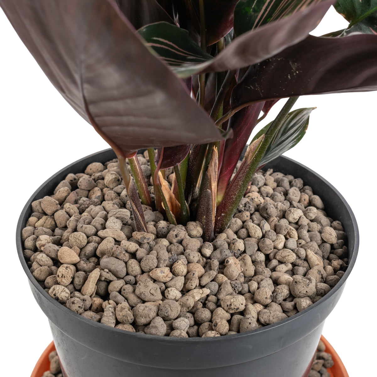 Expanded Clay Aggregate, KERAMZYT, Grade 4-8mm for Home and Garden Use