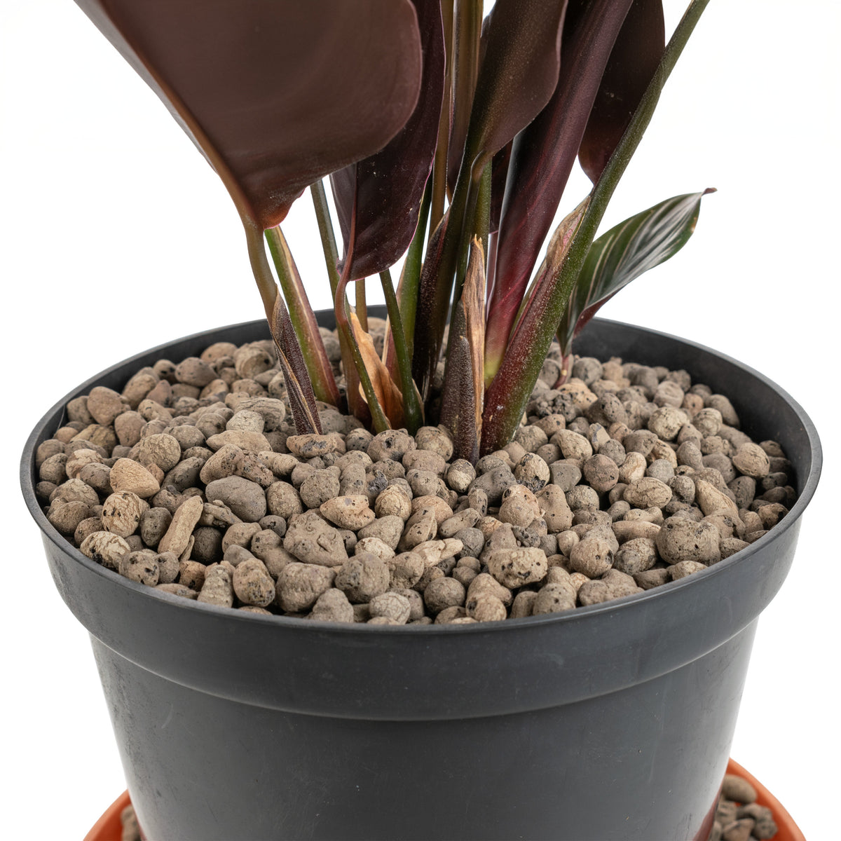 Expanded Clay Aggregate, KERAMZYT, Grade 4-8mm for Home and Garden Use